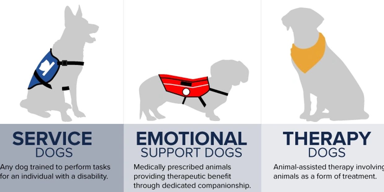 Therapy Dogs Nsw Therapy Dogs Dog Trainer Service Dog