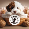 Danza Bolo Kennels