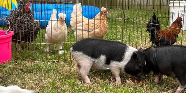 Jessie’s party animals playing at a job 