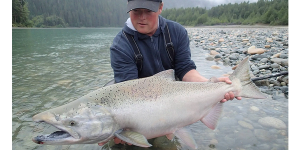 Chinook Salmon Guided Fishing Terrace BC Canada