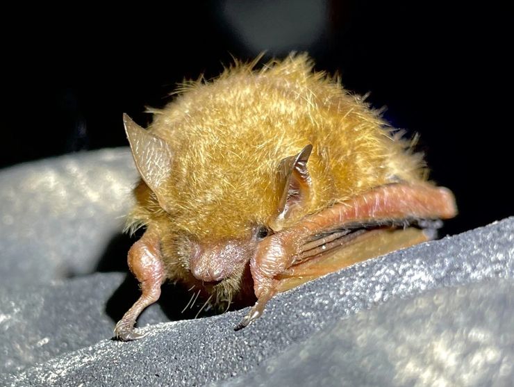 Tri-colored bat (Perimyotis subflavus) — one of four Endangered bat species confirmed at the Moira Karst hibernaculum