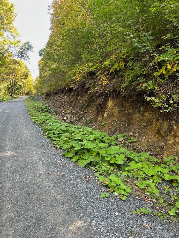 Coltsfoot colonising bare ground after road widening