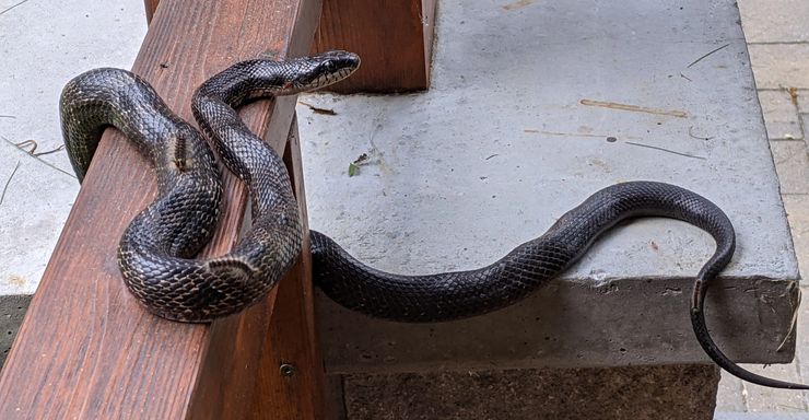 Grey Ratsnake (Pantherophis spiloides) in the Frontenac Arch — federally Threatened species