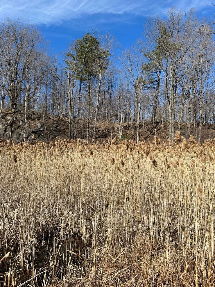 Dense stand of invasive Phragmites