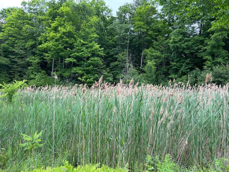 Invasive Phragmites along a former rail trail corridor
