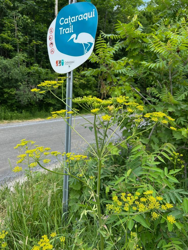 Wild parsnip growing along a roadside