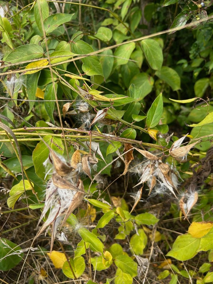 Dog-strangling vine in the Frontenac Arch region