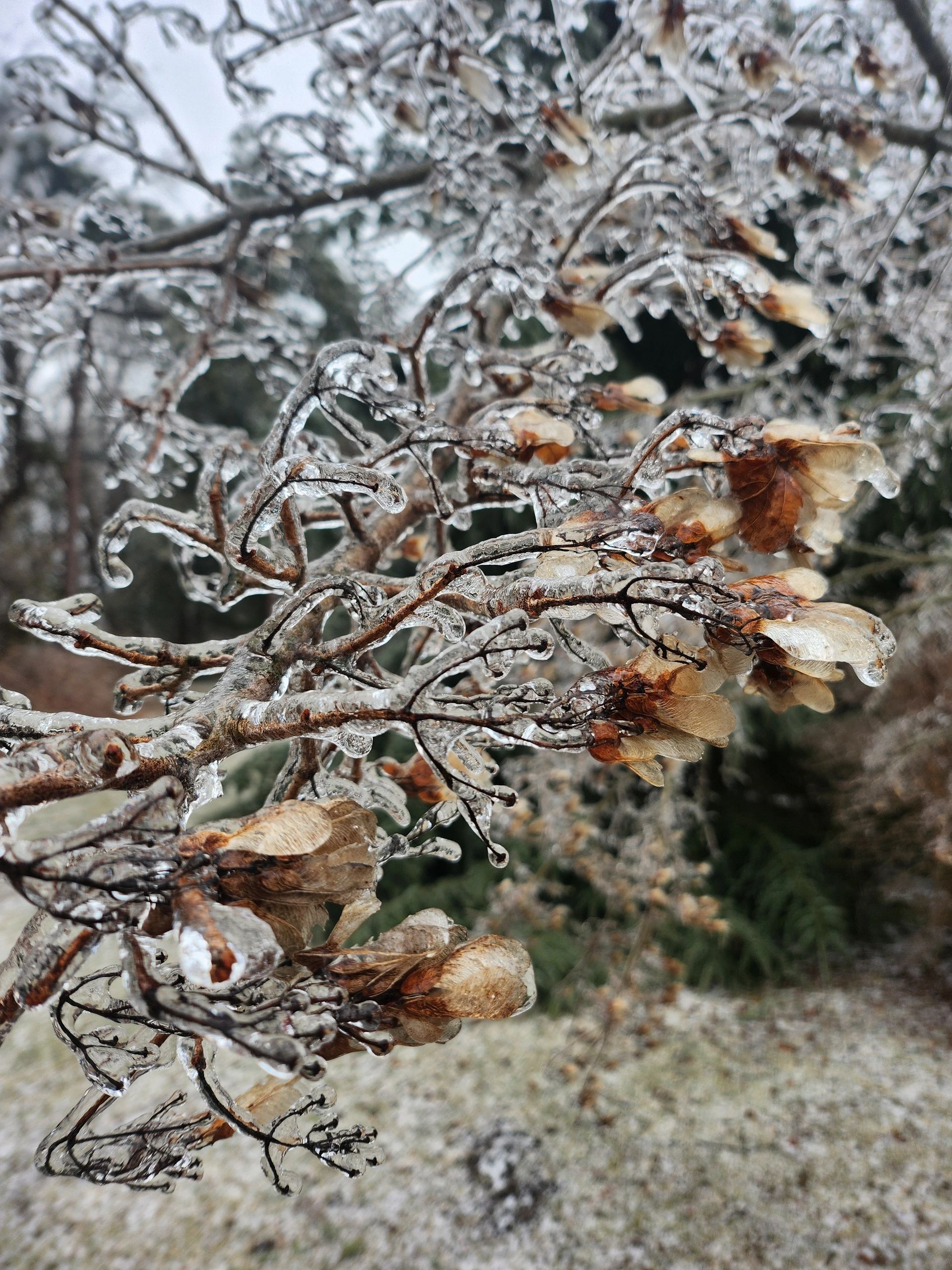 Ice accumulation on tree branches and leaves, Eastern Ontario