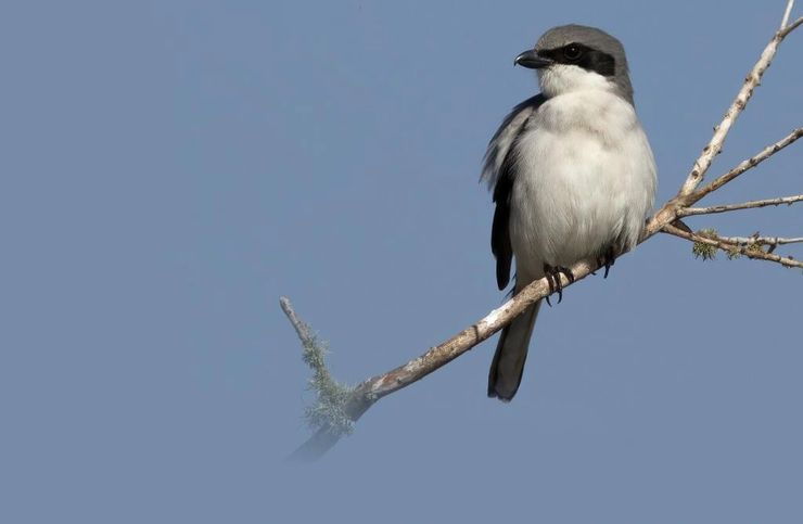 Eastern Loggerhead Shrike perched on a bare branch against a blue sky — a small grey and white songbird with a distinctive black mask across its eyes