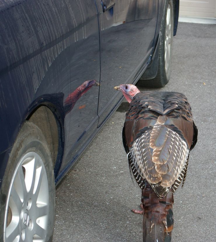 Wild turkey interacting with a low-speed vehicle in Eastern Ontario