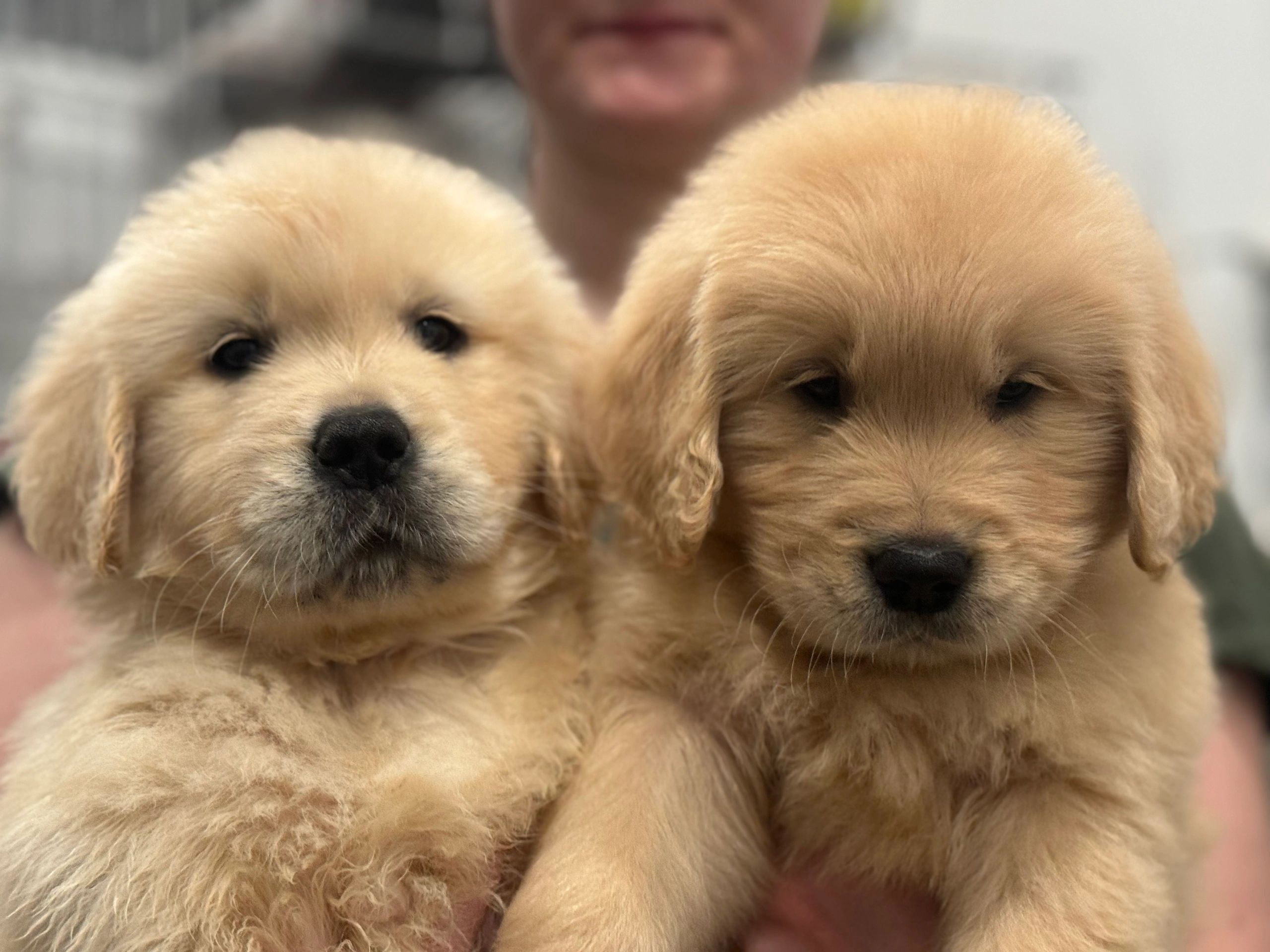 The Golden Retriever Breed Standard: The Perfect Head, image size:2560x1920