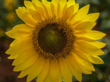 Sunflower close up 