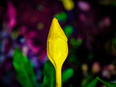 Beautiful flower bud 