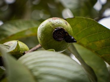 Close up of Guava hanging from branch 