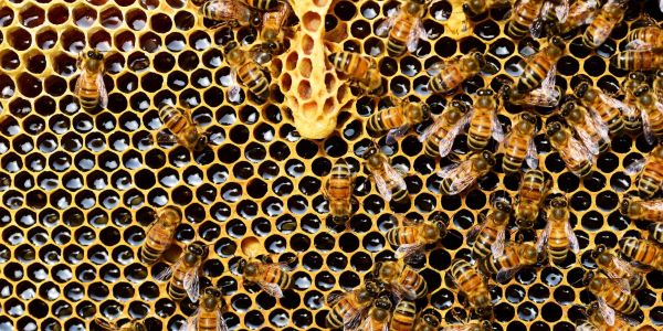 Bees actively working on a honeycomb filled with honey and larvae.