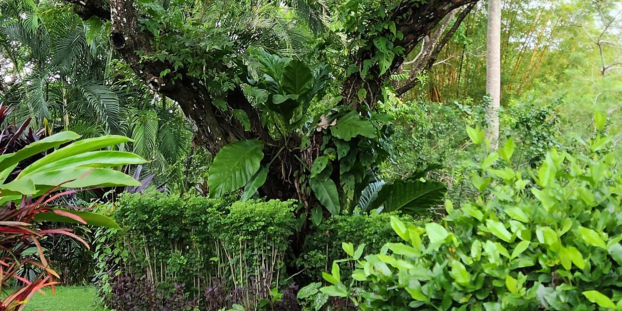 Lush green garden with a large tree and various plants.