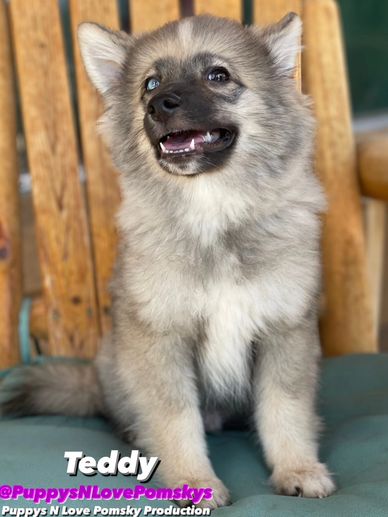 Klee Kai Puppies For Sale  Available in Phoenix & Tucson, AZ