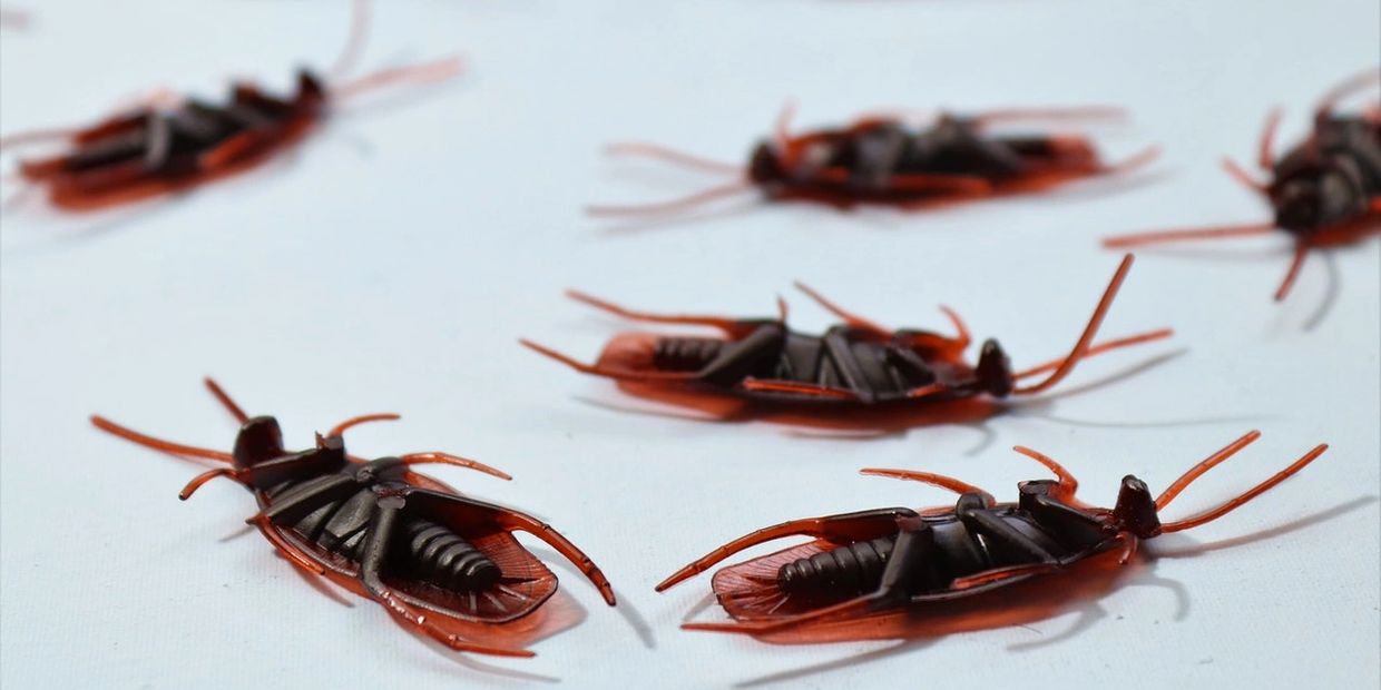 roach control scottsdale