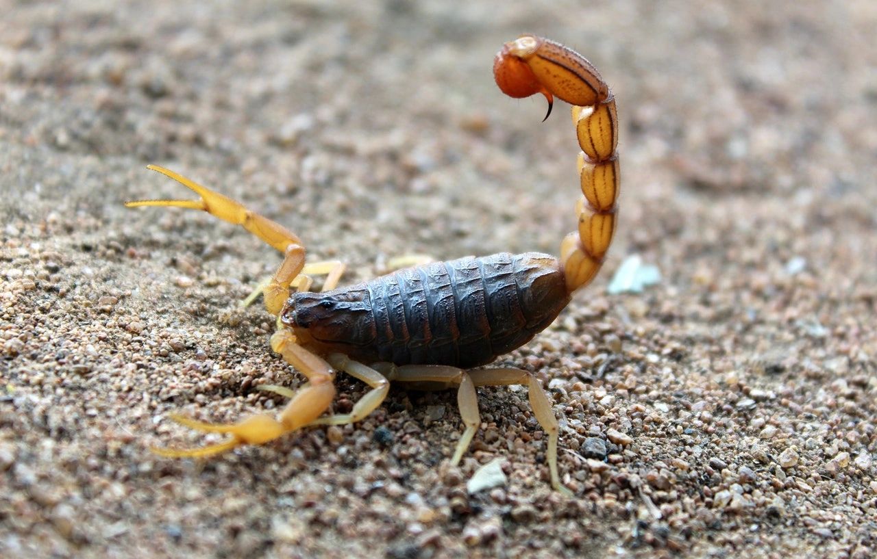 scorpion pest control scottsdale az