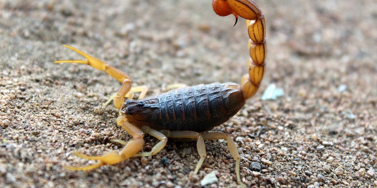 scorpion pest control scottsdale az