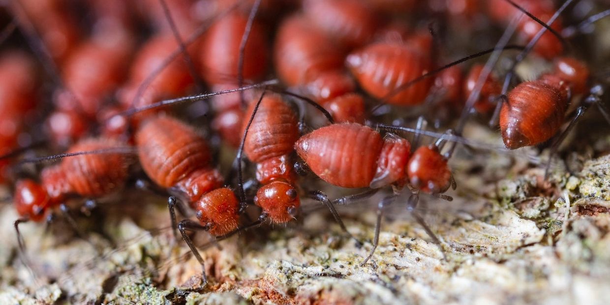 Termite Control Scottsdale