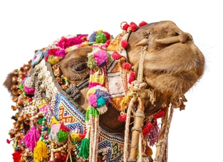 The Camel's Tassel