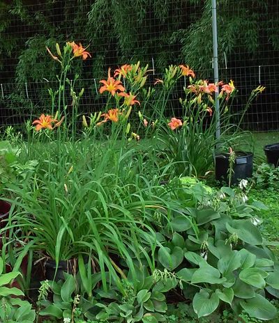 Hemerocallis fulva 'Korean'