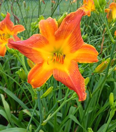 Maidens Seeking Dragons