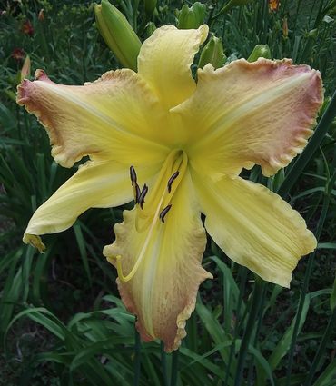 Venus On The Half Shell