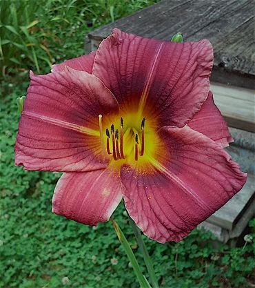 Vorlon Organic Technology