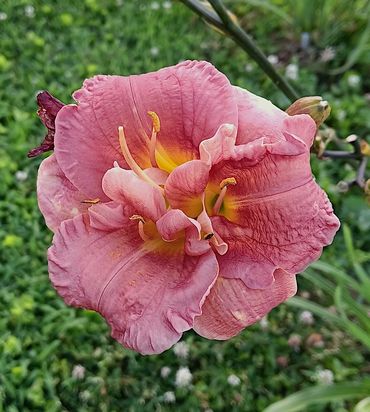 Vorlon Double Dealing