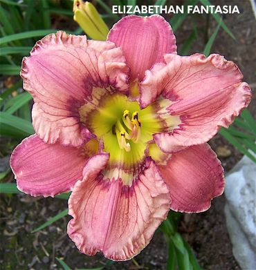 DAYLILY ELIZABETHAN FANTASIA