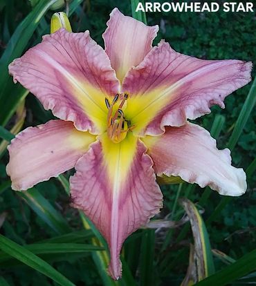 Daylily Arrowhead Star