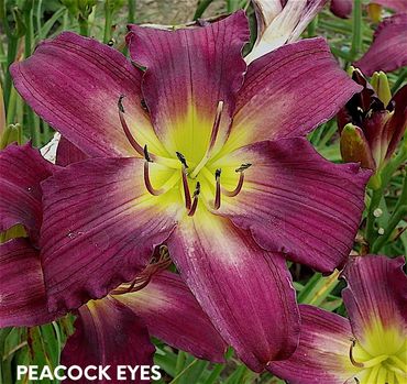 DAYLILY PEACOCK EYES