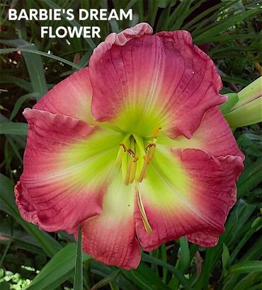 DAYLILY BARBIE'S DREAM FLOWER