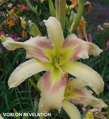 DAYLILY VORLON REVELATION