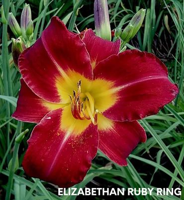 DAYLILY ELIZABETHAN RUBY RING