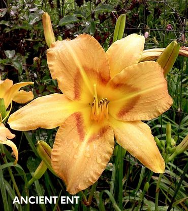 DAYLILY ANCIENT ENT