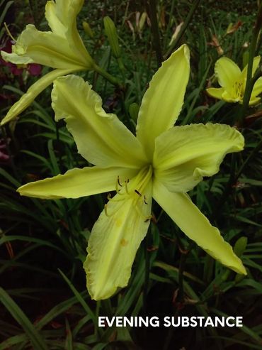 DAYLILY EVENING SUBSTANCE