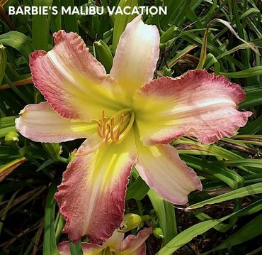 Daylily Barbie's Malibu Vacation