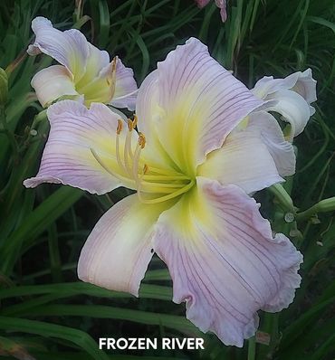 daylily frozen river