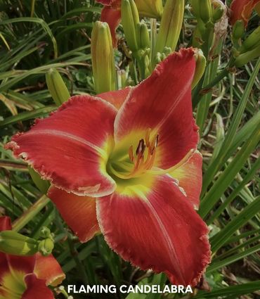 daylily flaming candelabra