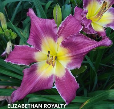 DAYLILY ELIZABETHAN ROYALTY