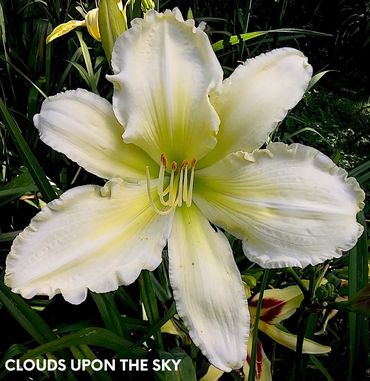 daylily clouds upon the sky