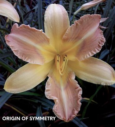 DAYLILY ORIGIN OF SYMMETRY