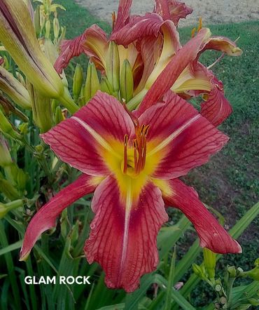 daylily glam rock