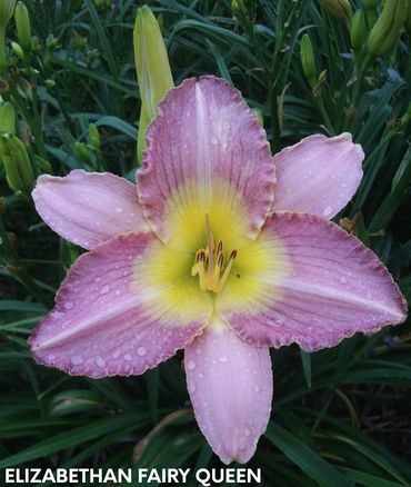 DAYLILY ELIZABETHAN FAIRY QUEEN