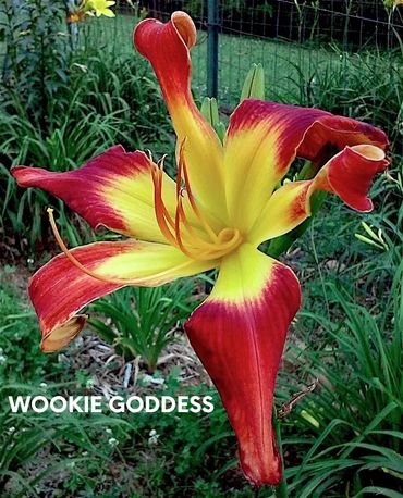 DAYLILY WOOKIE GODDESS