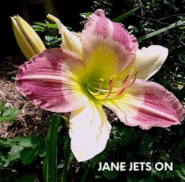 DAYLILY JANE JETS ON