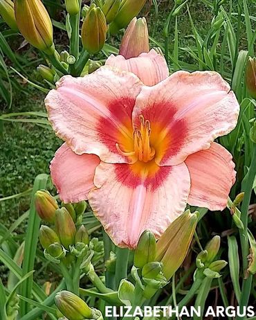 DAYLILY ELIZABETHAN ARGUS